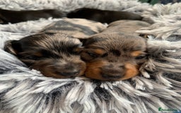 Miniature Dachshund dogs for sale: Miniature Dachshund Puppies  - Image 17