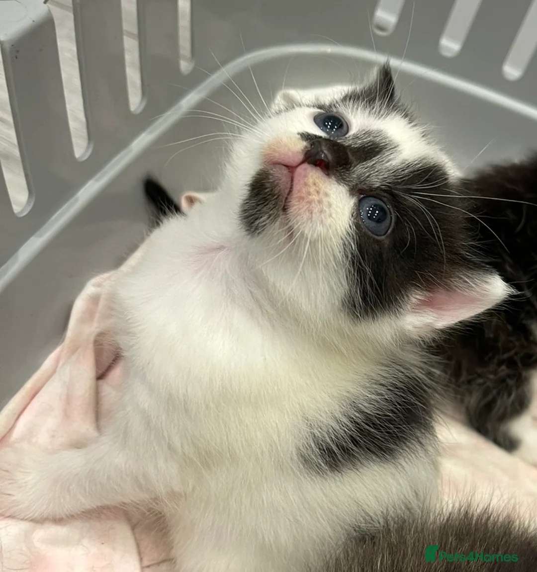 British Longhair cats for sale: ONLY 1 ADORABLE BRITISH LONG HAIR KITTEN LEFT!  - Advert 2