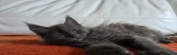 Maine Coon cats for sale: TICA REGISTERED GORGEOUS MAINE COONKITTENS - Advert 7
