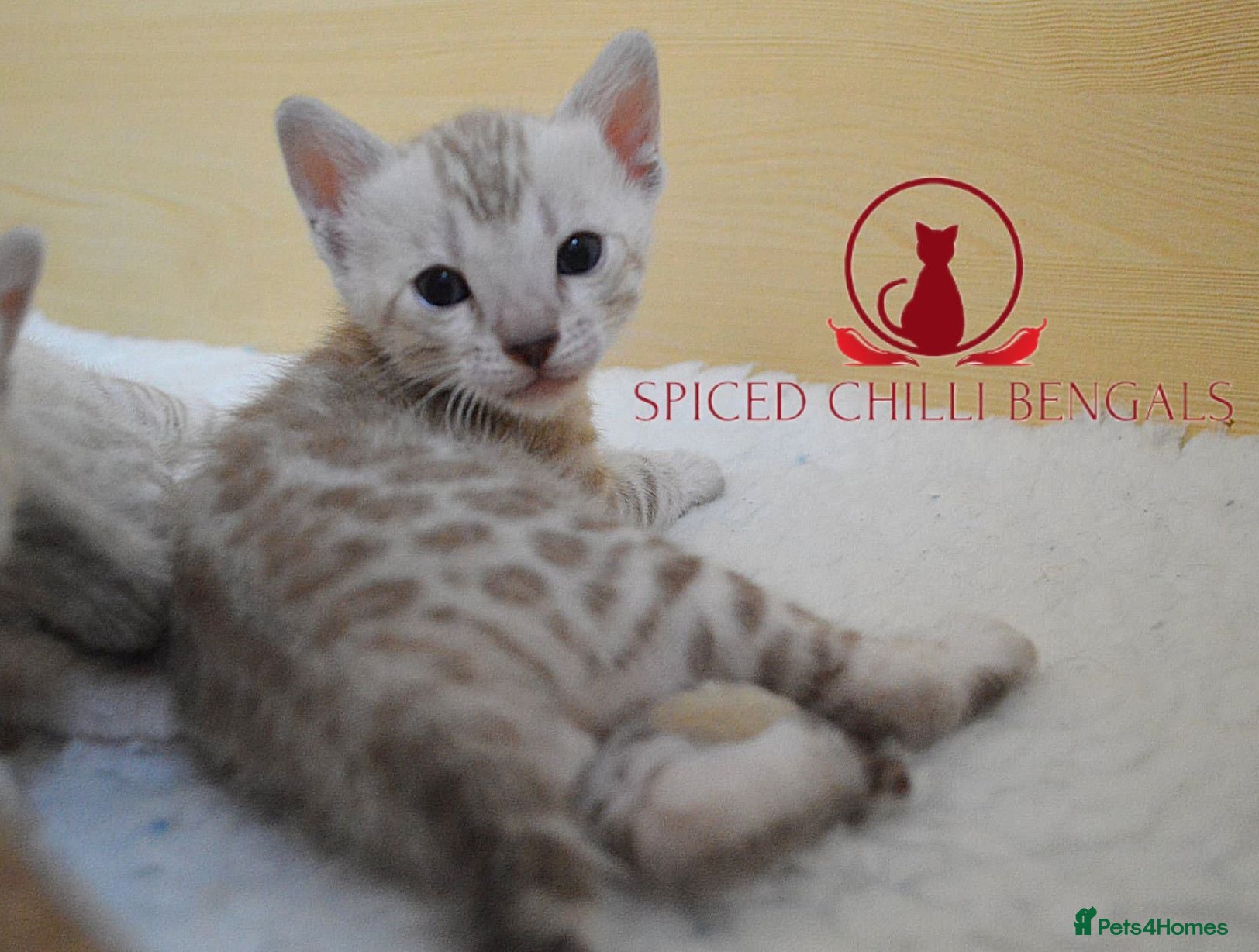 Bengal cats ✨️ glitter snow champion bengal kittens ✨️ - Advert 1