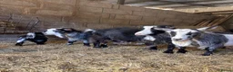 Goats livestock for sale: Beautiful pedigree Pygmy goats   - Advert 3