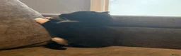 Mixed Breed cats for sale: Long hair kittens - Advert 1