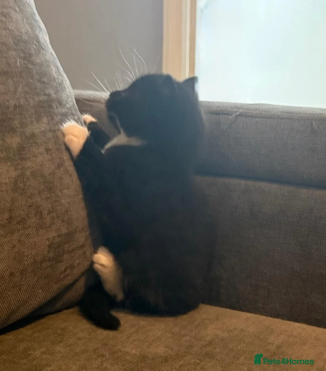 Mixed Breed cats for sale: Long hair kittens - Advert 1