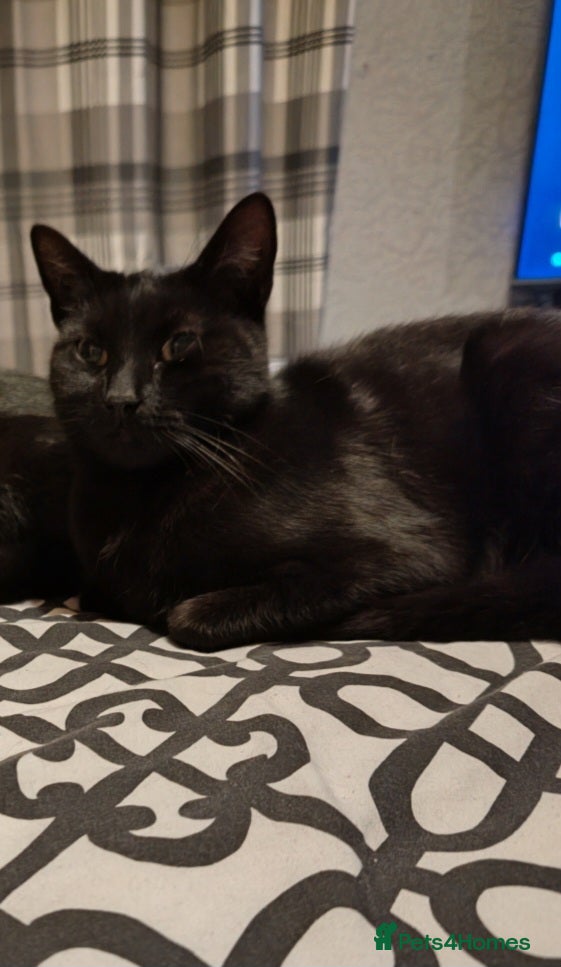 Mixed Breed cats 1 black female kitten - Advert 2