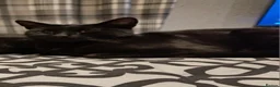 Mixed Breed cats for sale: 1 black female kitten - Advert 1