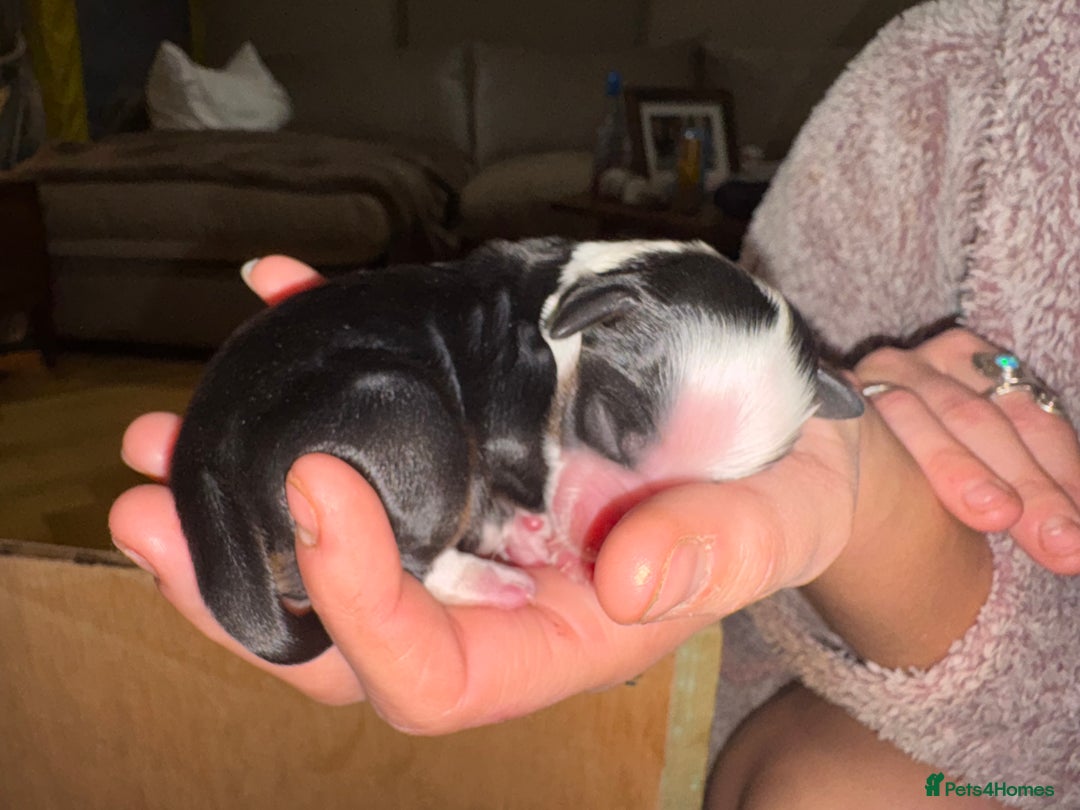 Tibetan Terrier dogs for sale: KC fully health tested exceptionally bred Tibetan  - Advert 27