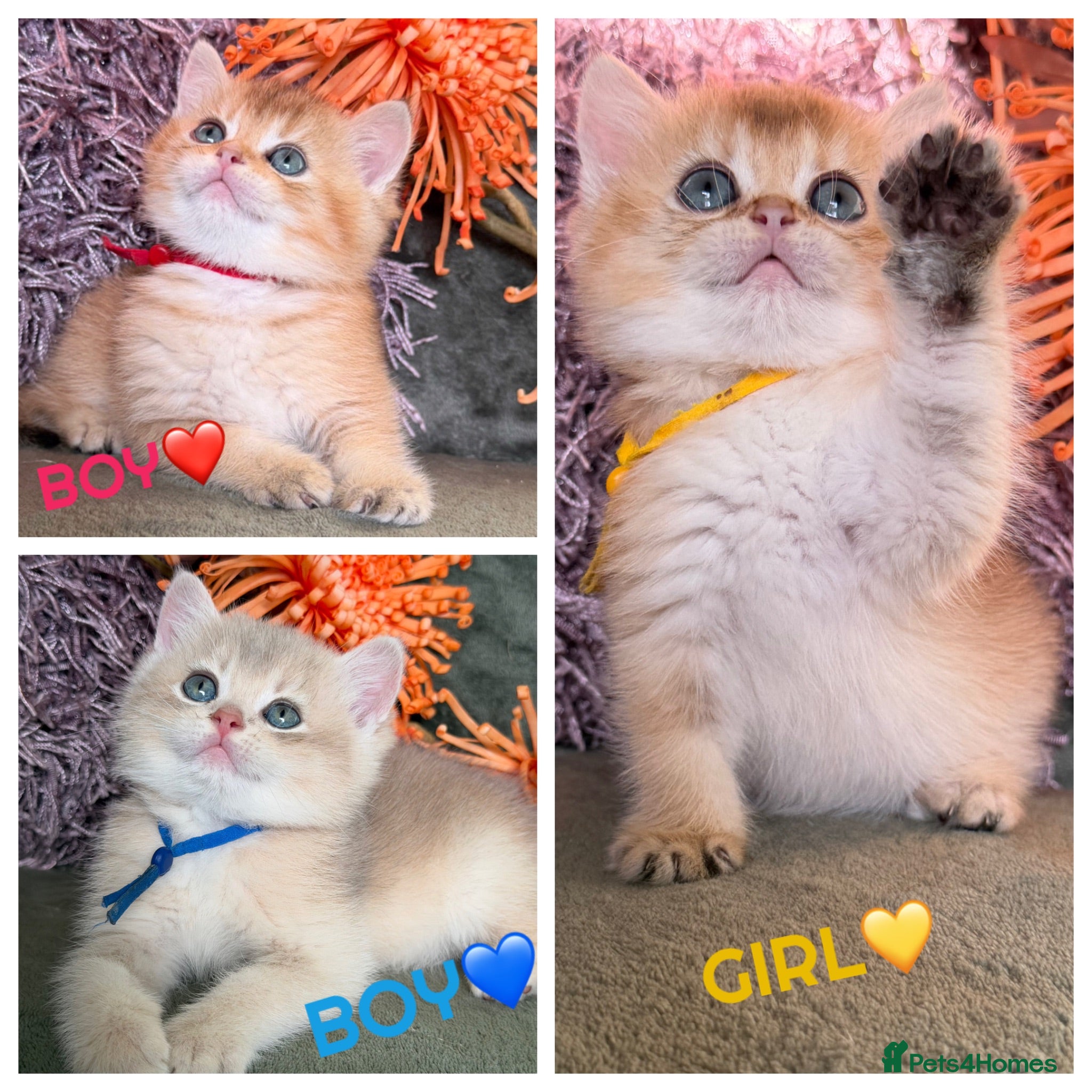 British Shorthair cats British shorthair adorable Blu golden GCCF kitens - Advert 14
