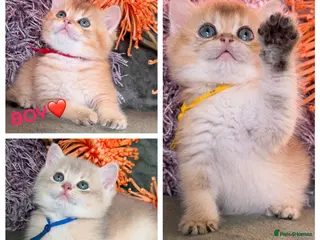 British Shorthair cats British shorthair adorable Blu golden GCCF kitens - Advert 14