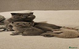 Scottish Fold cats for sale: 🐱British Shorthair x Scottish Fold Kittens🐱 - Advert 3