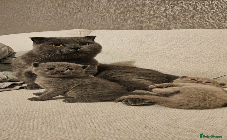 Scottish Fold cats - Advert 5