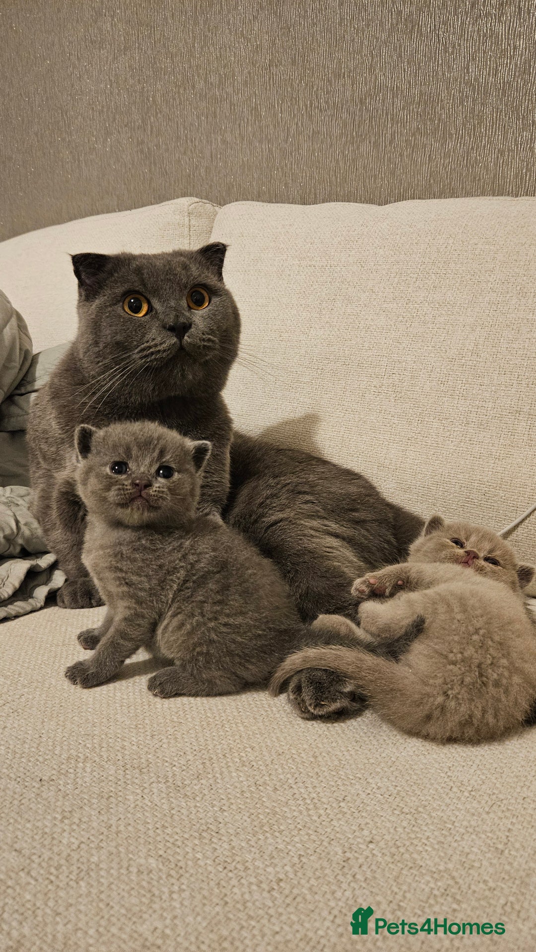 Scottish Fold cats for sale: 🐱British Shorthair x Scottish Fold Kittens🐱 - Advert 3