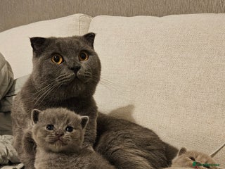 Scottish Fold cats - Advert 2