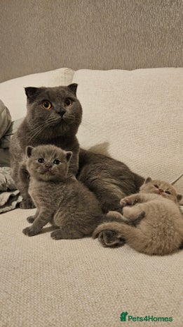 Scottish Fold cats - Advert 4
