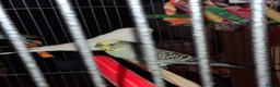 Budgerigars birds for sale: Cage & 4 budgies - Advert 10