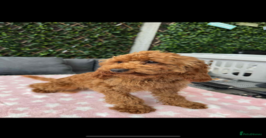 Cavapoo dogs - Advert 2