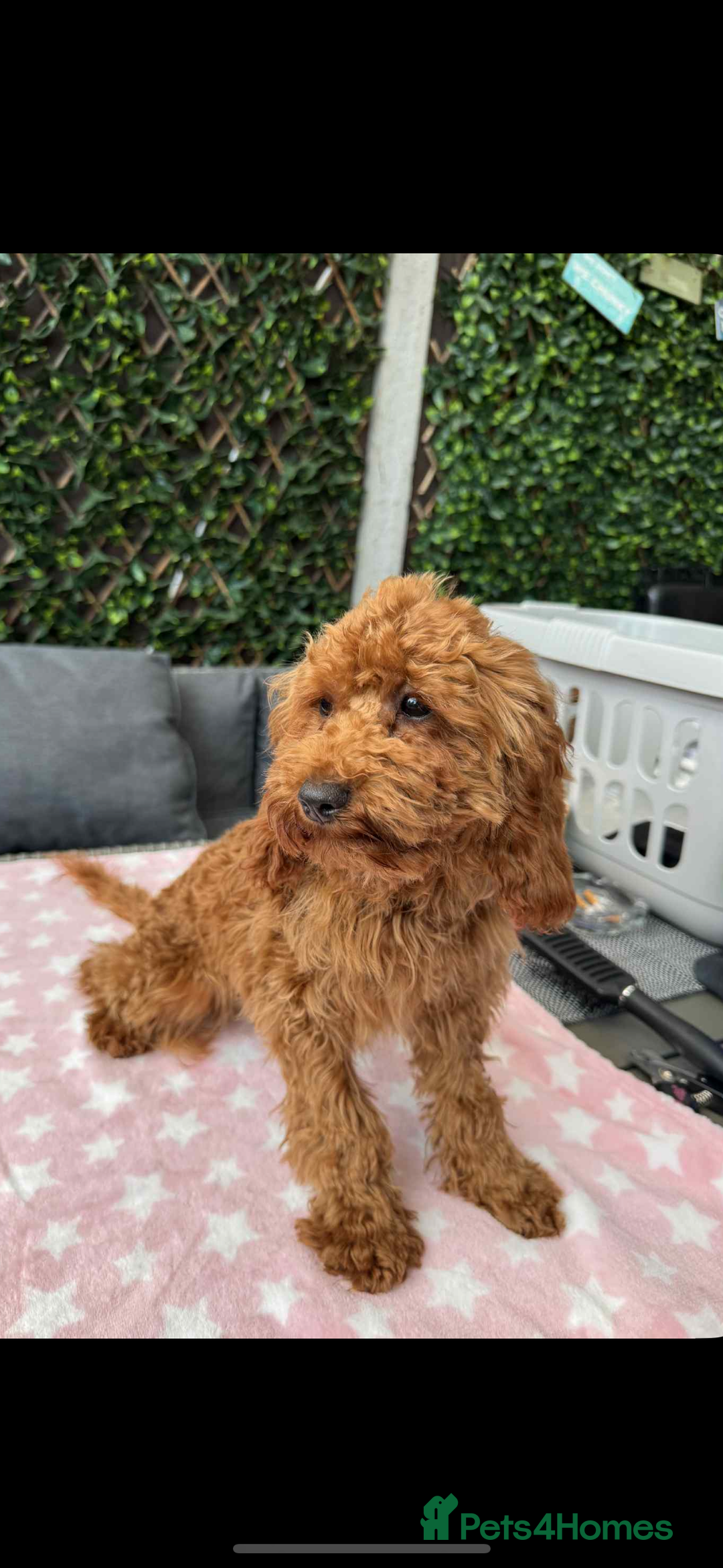 Cavapoo dogs for sale:  5 month Cavapoo puppies for sale - Image 2