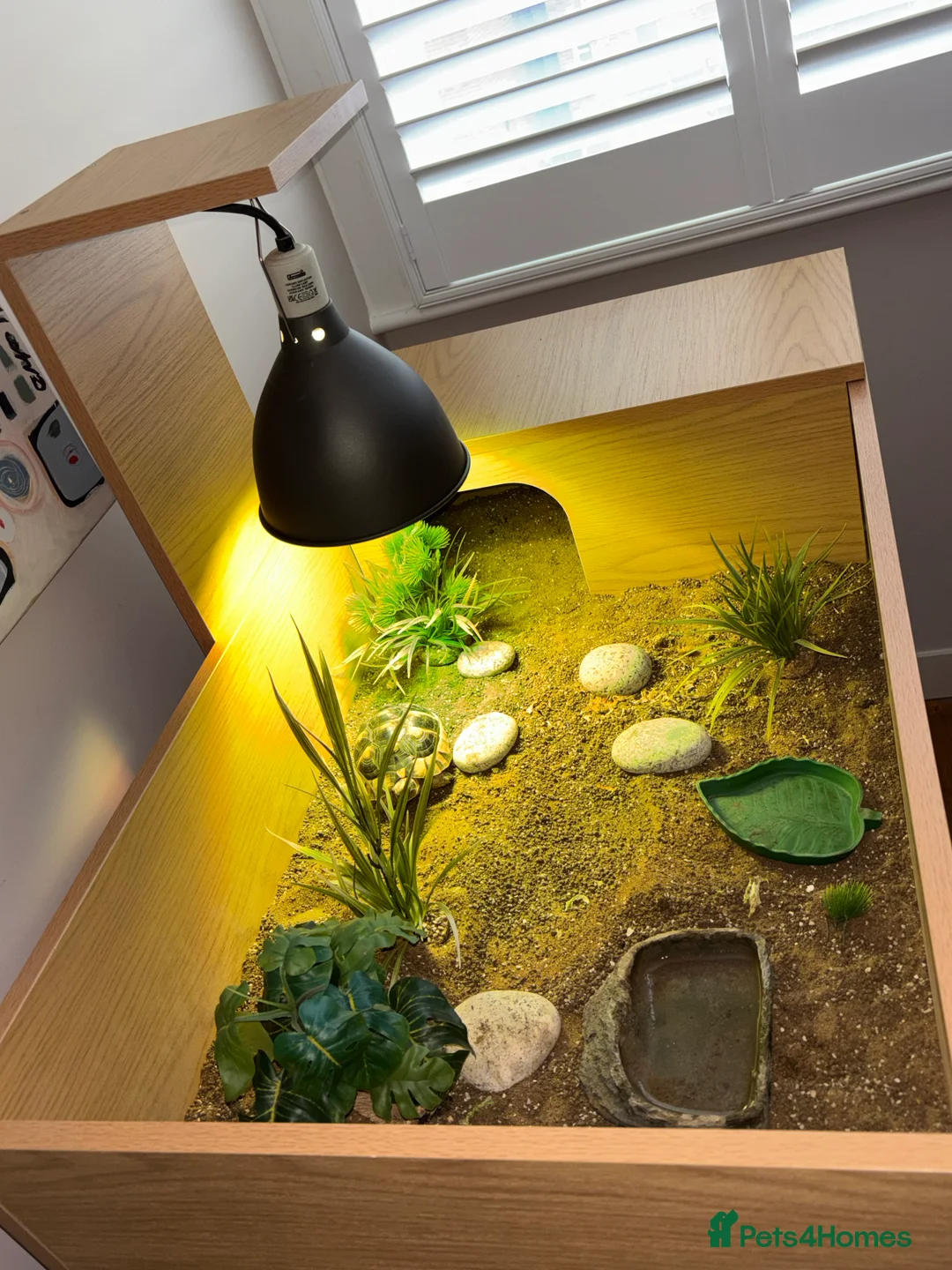 Tortoise reptiles for sale: Marginated tortoise looking for a new home in London - Advert 8