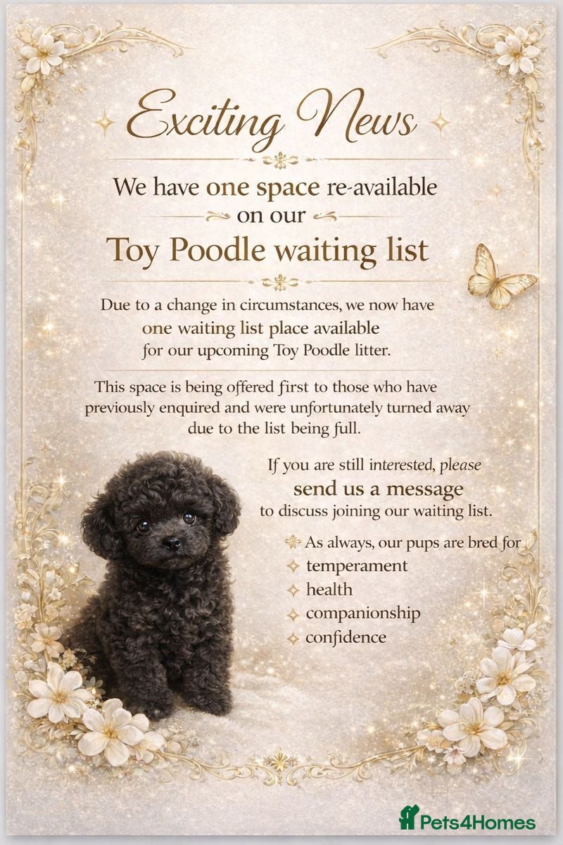 Toy Poodle dogs Toy poodle WAITING LIST - Advert 2