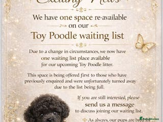 Toy Poodle dogs Toy poodle WAITING LIST - Advert 17