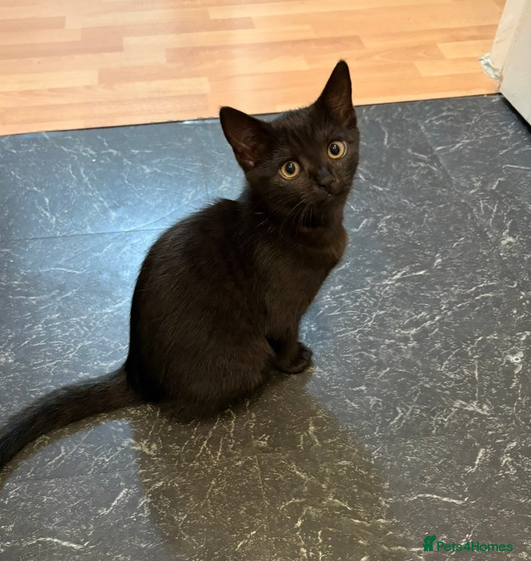 Mixed Breed cats for sale: Beautiful black female kitten - ready now - Advert 1