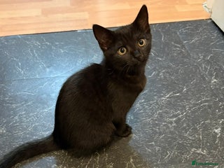 Mixed Breed cats Beautiful black female kitten - ready now - Advert 1