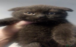 British Shorthair cats for sale: Last black boy  Teddy bear BSH - Image 21