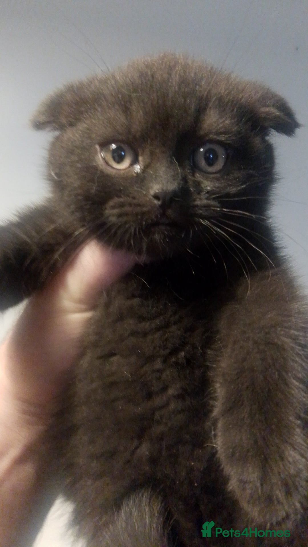 British Shorthair cats for sale: Last black boy  Teddy bear BSH - Image 21