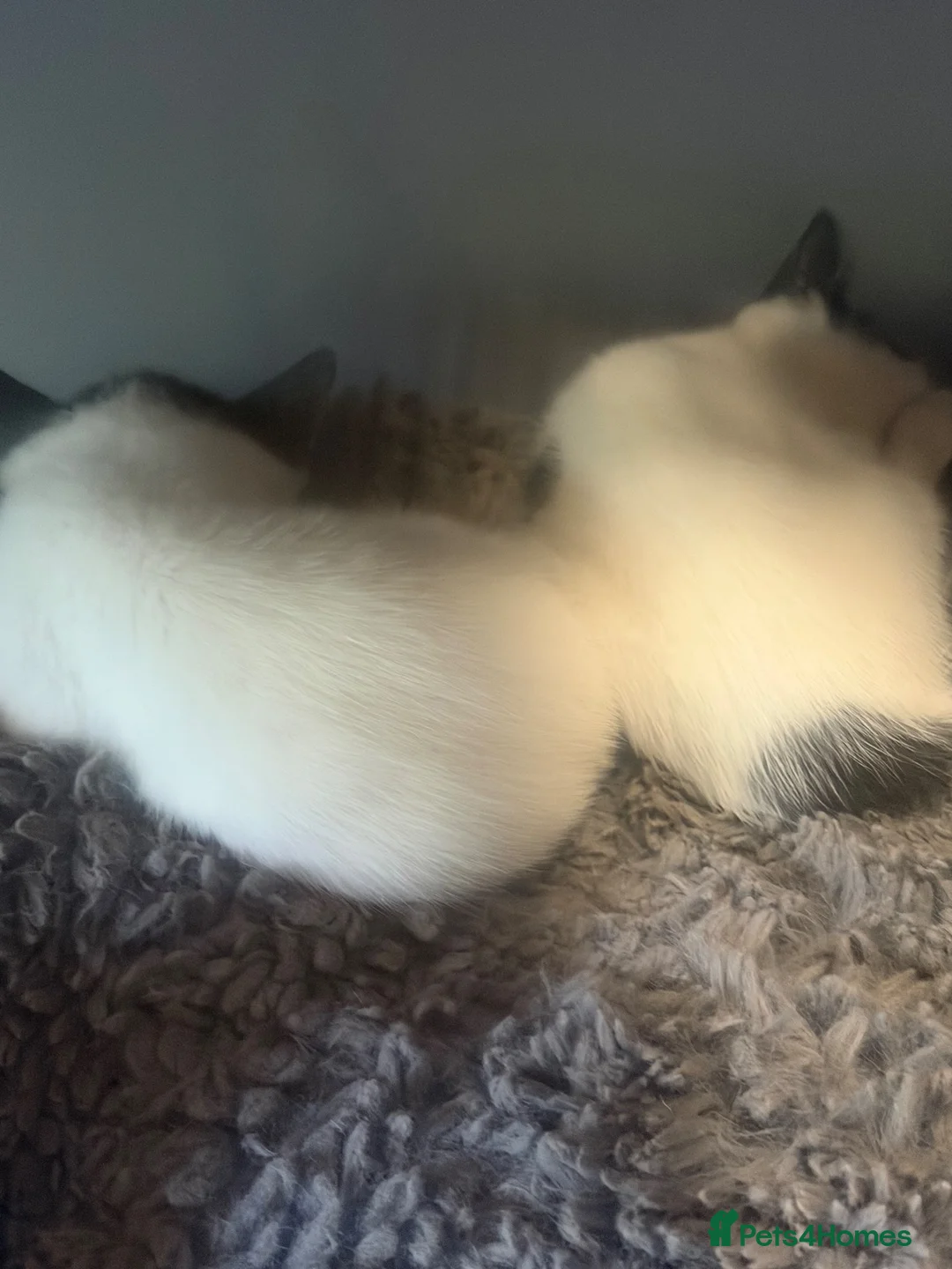 Mixed Breed cats for sale: Kittens for sale  in Egham - Advert 7