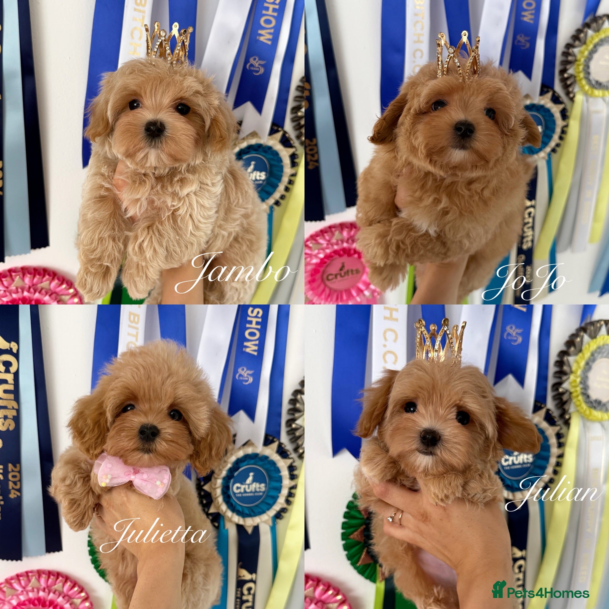 Maltipoo dogs Tiny teddy Maltipoo- from Asian teddy poodle dad - Advert 5