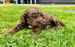 Cockapoo dogs for sale: Beautiful Merle cockapoos - Image 6