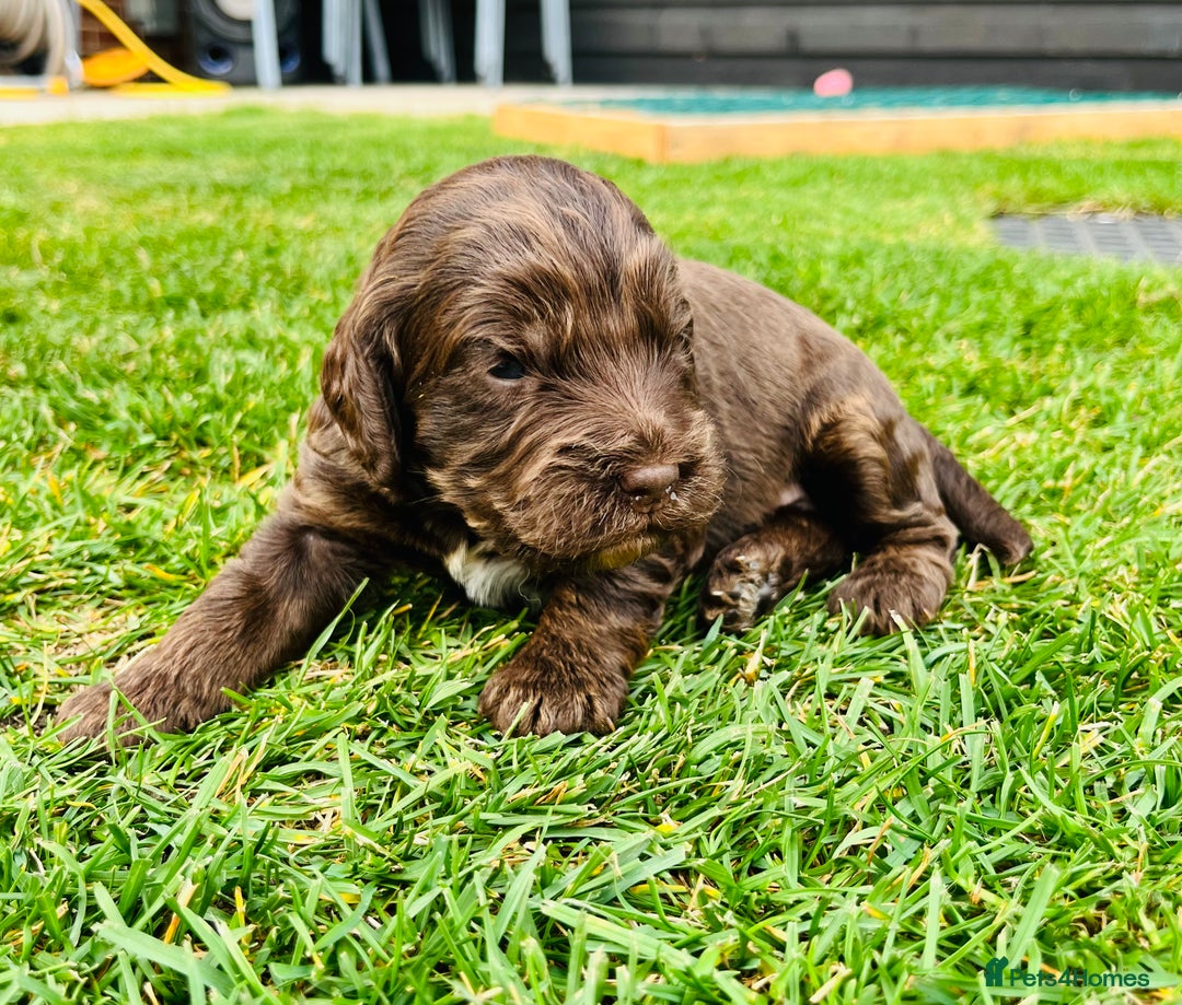 Cockapoo dogs for sale: Beautiful Merle cockapoos - Image 6