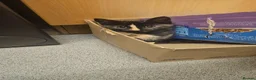 Mixed Breed cats for sale: Mixed breed - Advert 3
