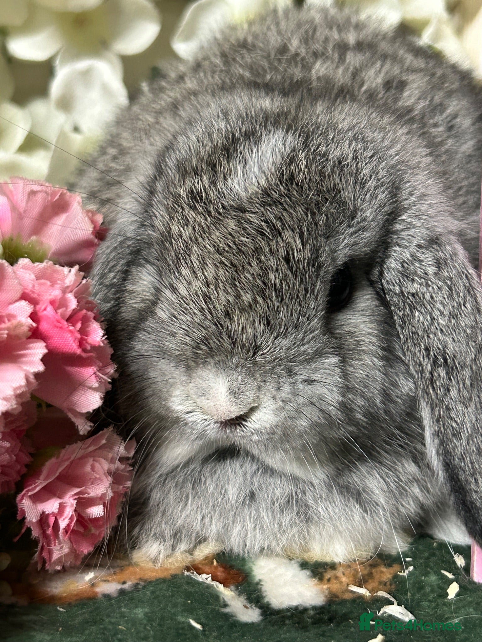 Mini Lop rabbits Beautiful Baby Mini Lops Ready Now  - Advert 2