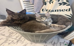 Maine Coon cats for sale: GCCF Registered ACTIVE Blue Maine Coon  - Image 4