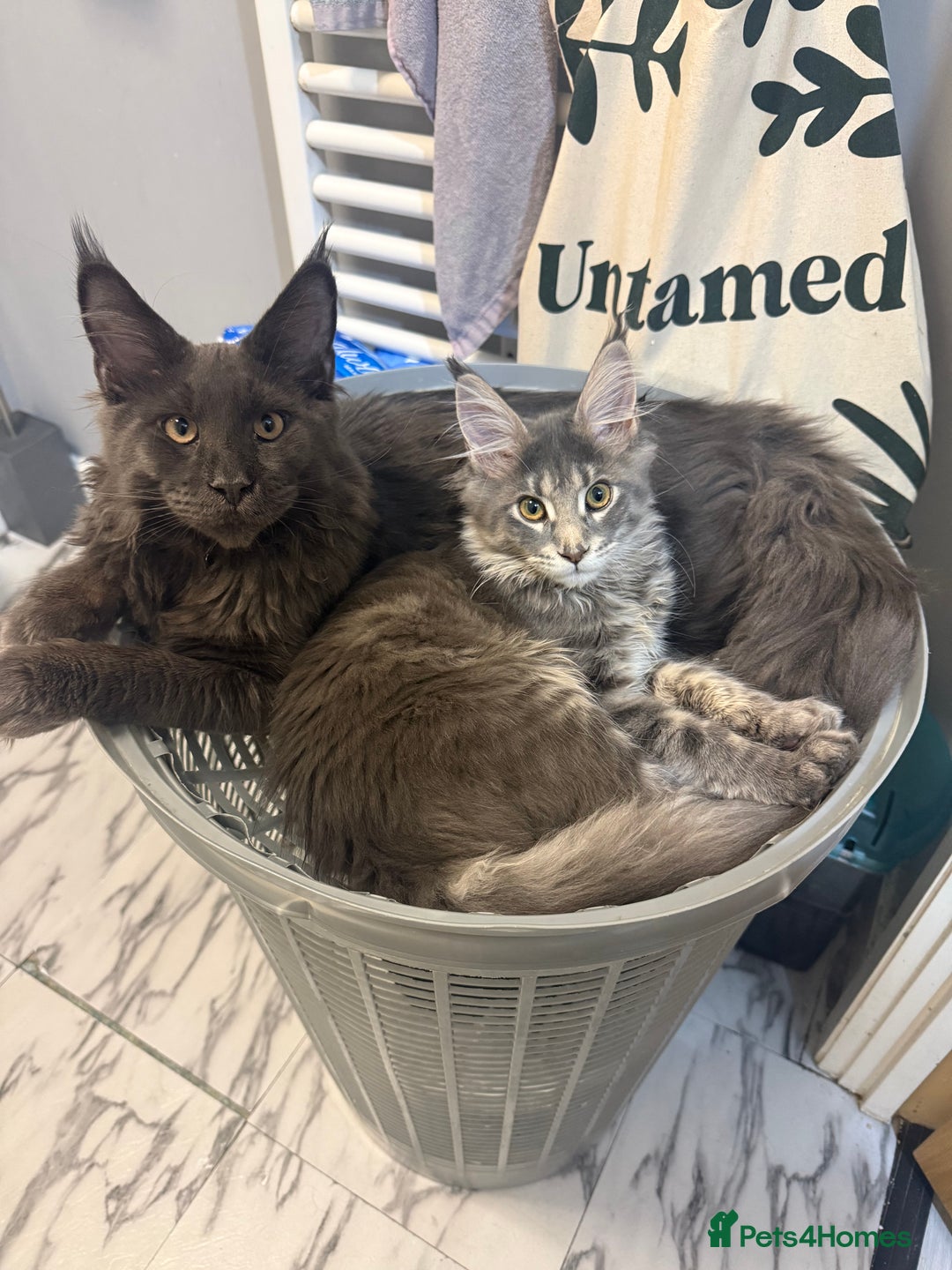 Maine Coon cats for sale: GCCF Registered ACTIVE Blue Maine Coon  - Image 4