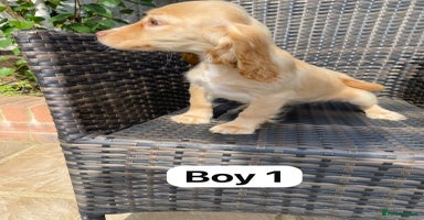 Cocker Spaniel dogs - Advert 5