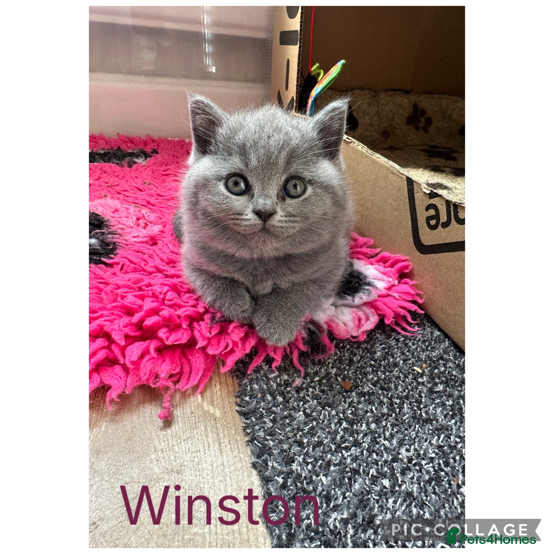 British Shorthair cats Stunning Blue British Shorthair Kittens  - Advert 2