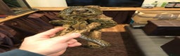 Python Snake reptiles for sale: Super Dwarf Python  in Tewkesbury - Advert 3