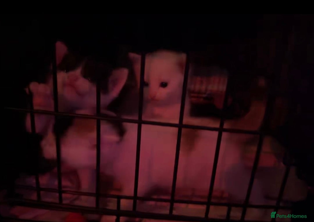 British Shorthair cats for sale: 3 stunningly gorgeous baby’s  - Advert 6