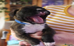 Boxer dogs for sale: KC Boxer Puppies for sale 4 Dogs 2 Bitches - Image 23