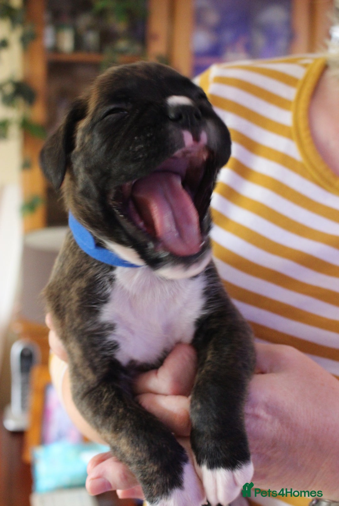 Boxer dogs for sale: KC Boxer Puppies for sale 4 Dogs 2 Bitches - Image 23