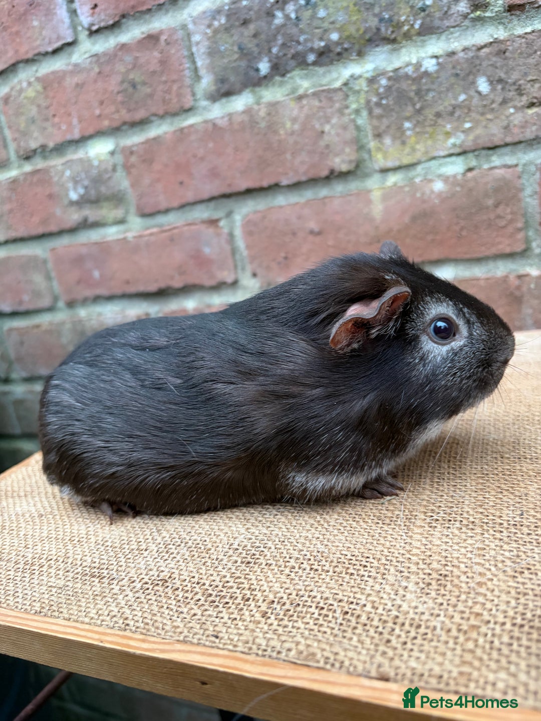 Guinea Pig rodents for sale: Two pretty boars  - Advert 3