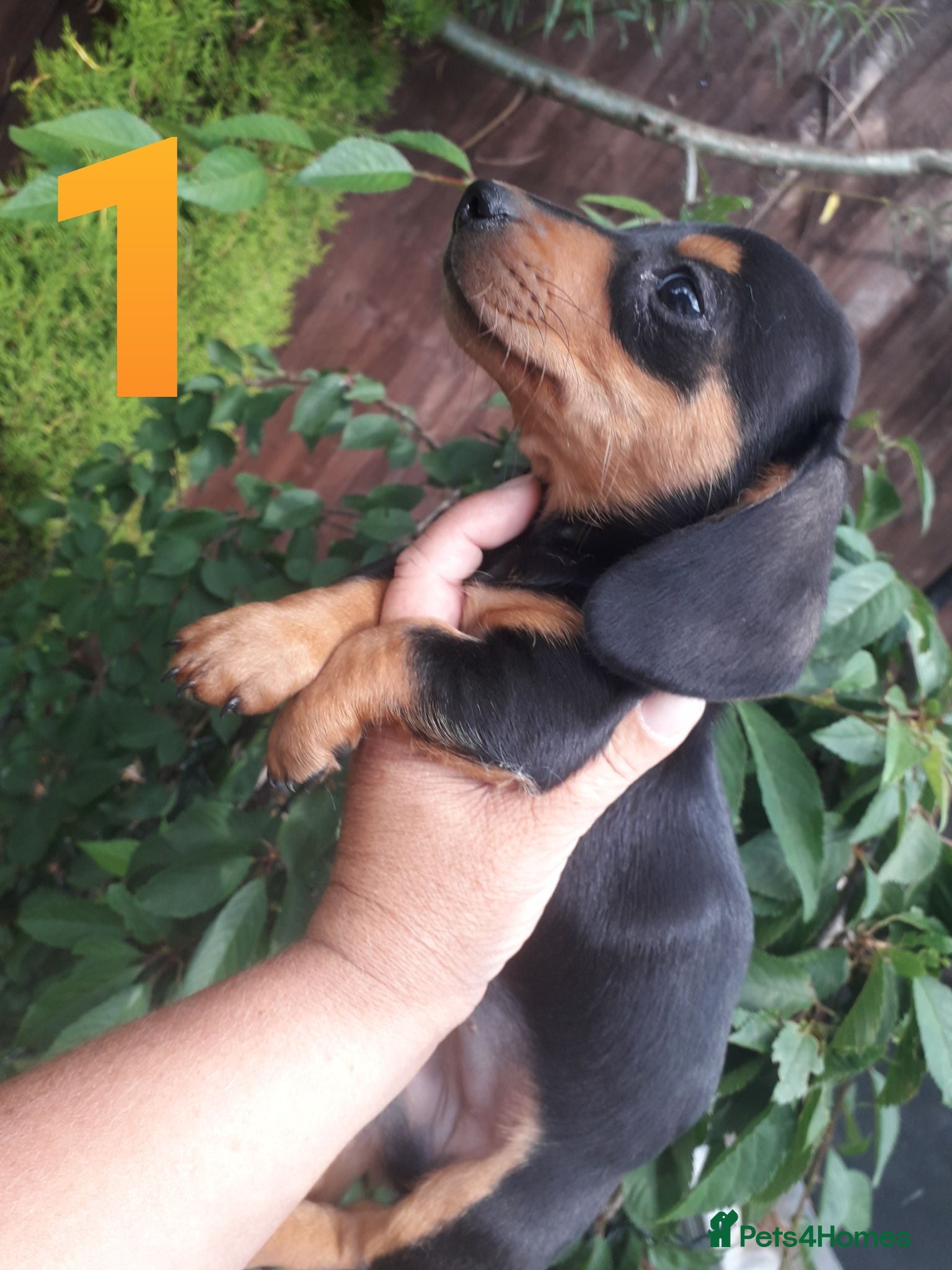 Miniature Dachshund dogs True Miniature dachshund puppys available now  - Advert 12
