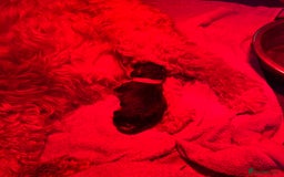 Australian Labradoodle dogs for sale: Fib Labradoodle puppies - Advert 2