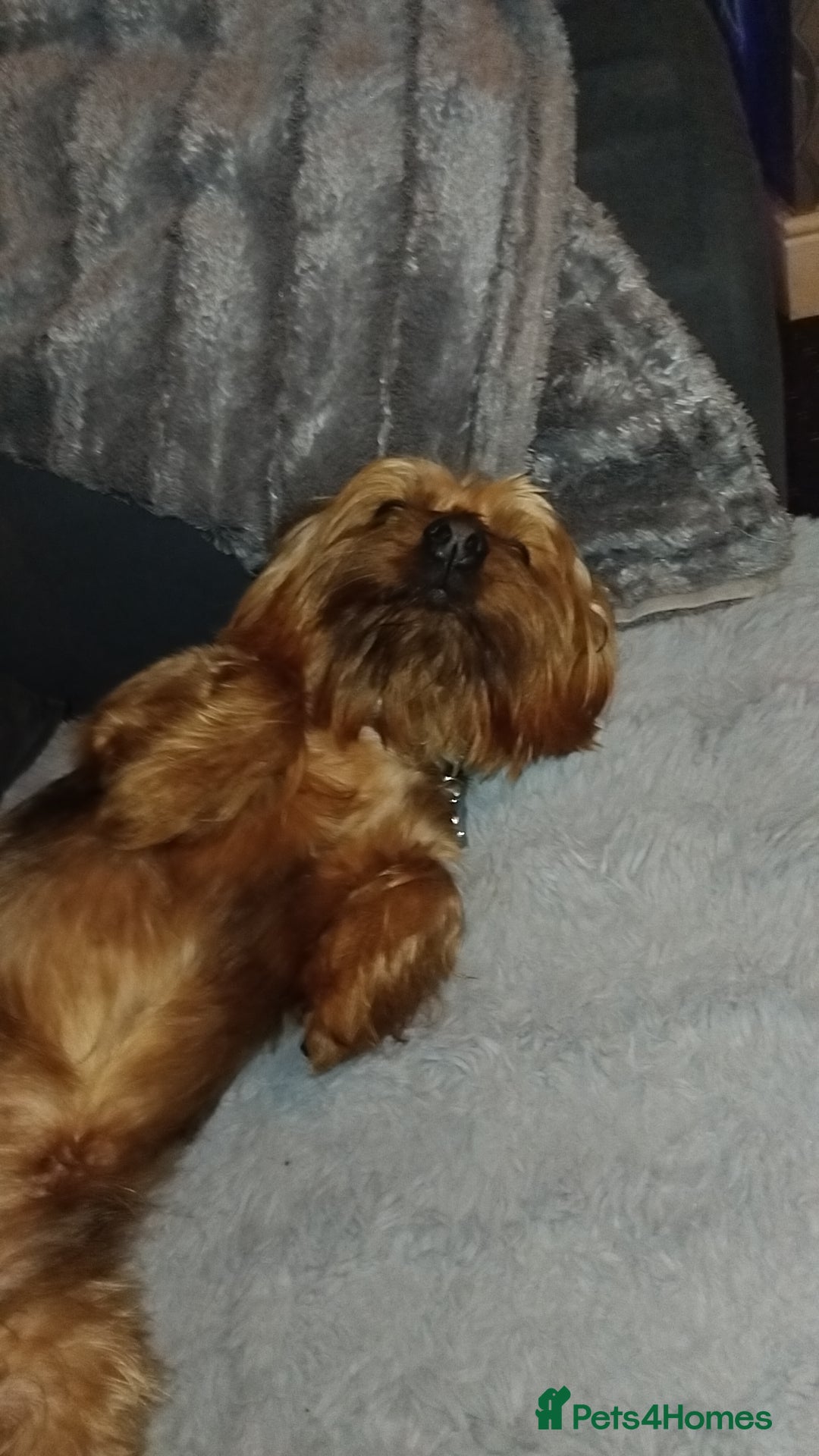 Yorkshire Terrier dogs for stud: Yorkshire terrier stud - Image 2