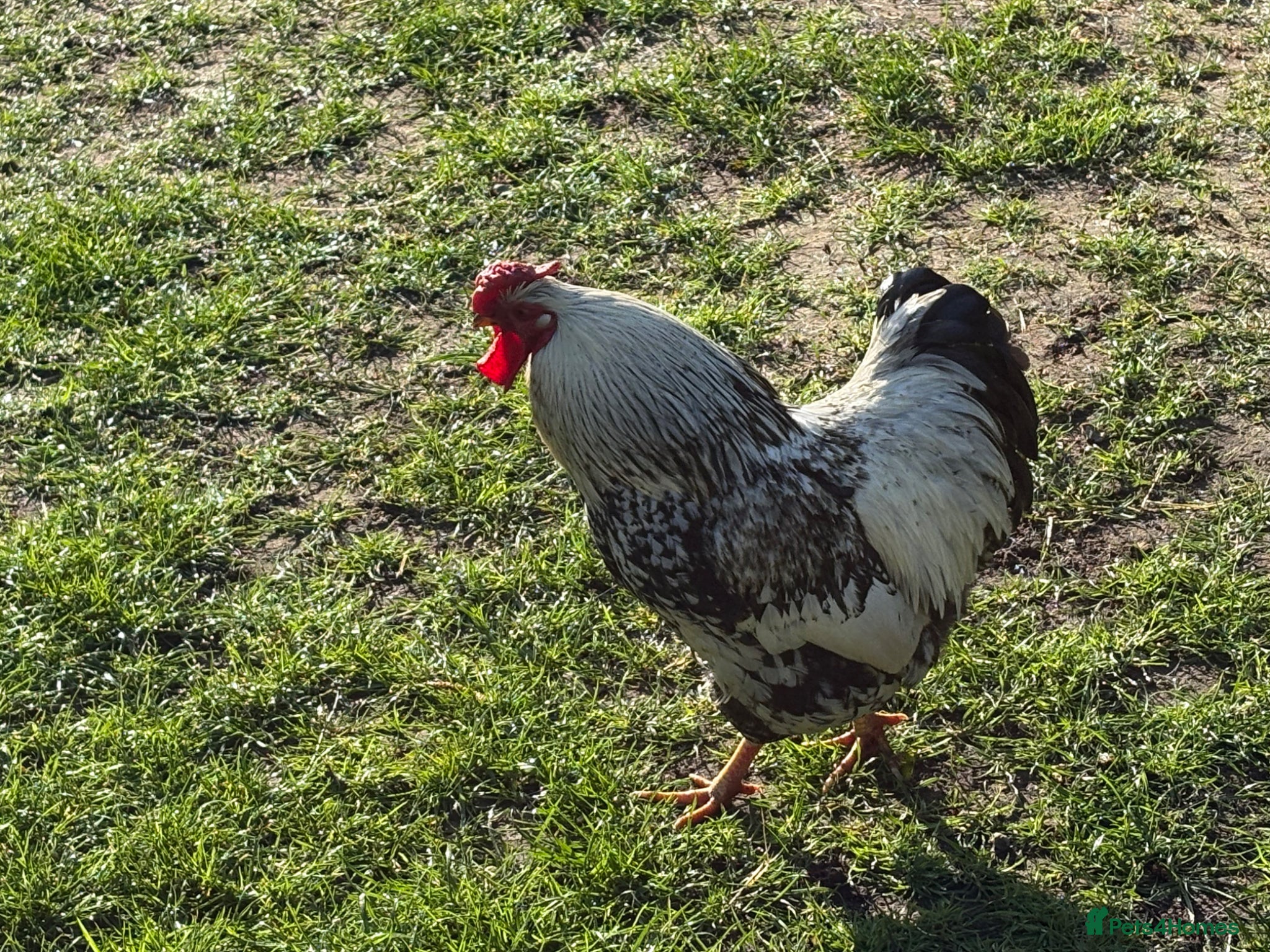 Mixed Breed livestock Cockerel free to good home - Advert 17