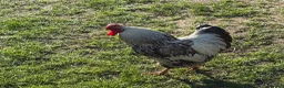 Mixed Breed livestock for sale: Cockerel free to good home in Newark - Advert 1
