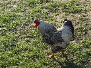 Mixed Breed livestock Cockerel free to good home - Advert 17
