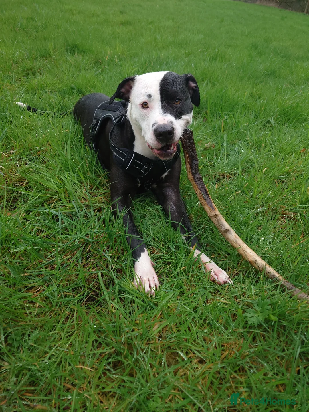 Mixed Breed dogs for sale: Zara needs a loving forever home! - Advert 2