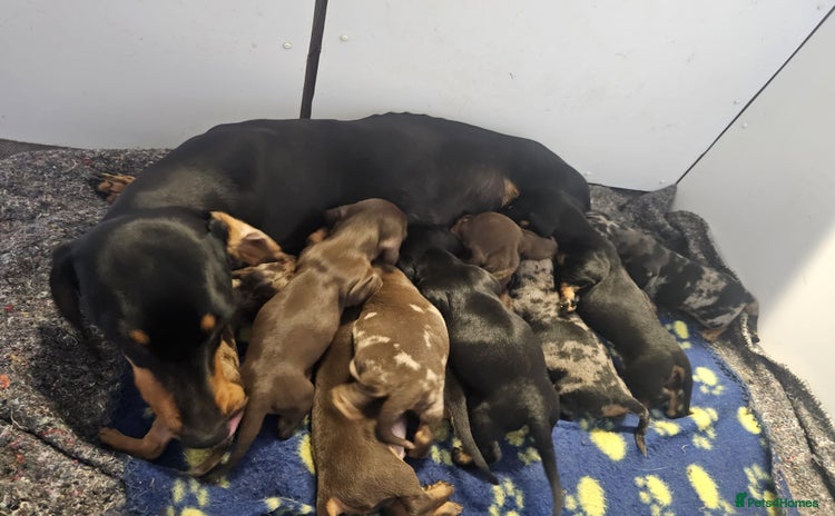 Miniature Dachshund dogs - Advert 1